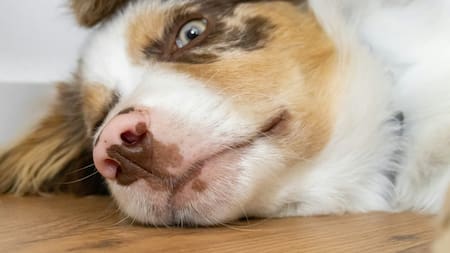 Perro, animales. Foto: Unsplash.