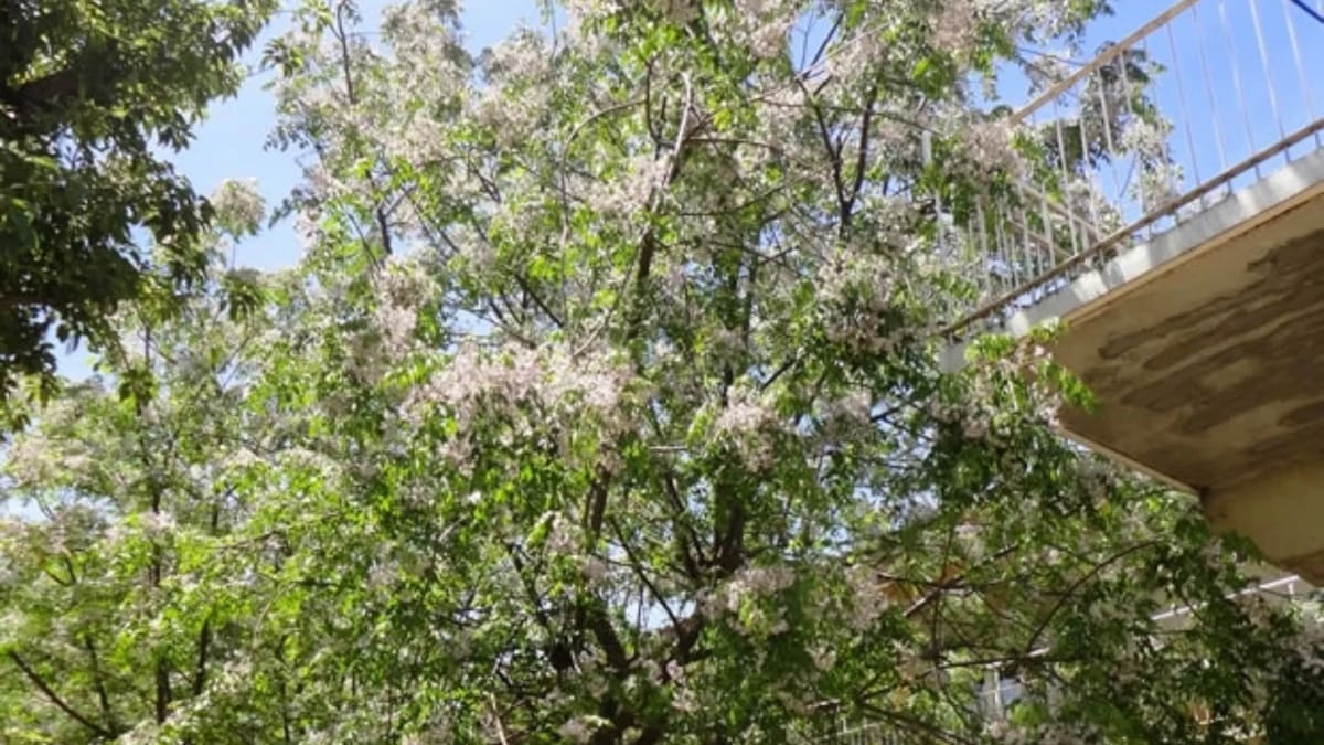 El árbol del paraíso