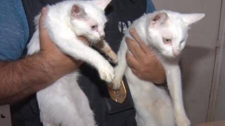 Acumulaba gatos, los almacenaba en el freezer y los cocinaba.