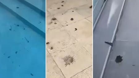 La furia de El Polaco luego de que una una bandada de gansos defeque en su pileta: "Es un despelote"