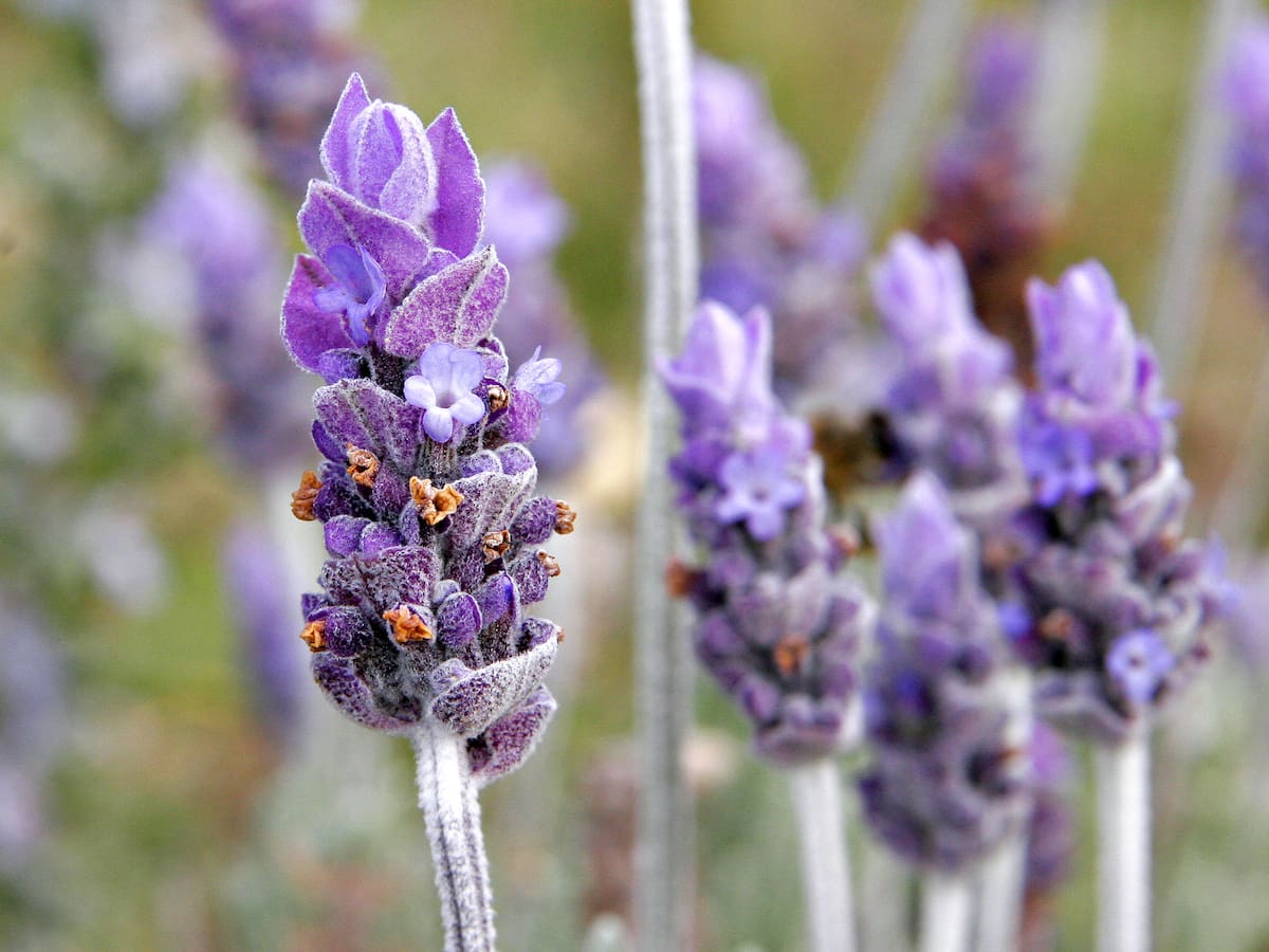 Guía fácil y rápida de la lavanda