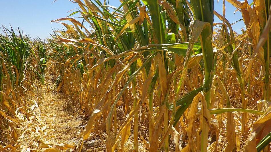 Plantación de maíz, campo, foto NA