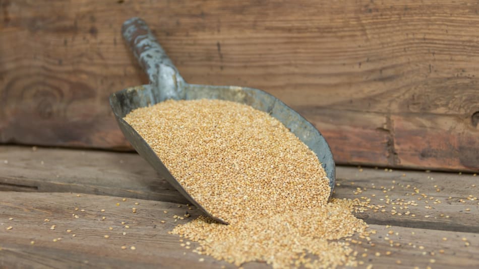Mijo, el cereal que reduce el colesterol. Foto Freepik.