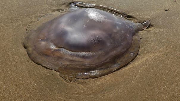 Las aguas vivas llegaron a Brasil: uno de los destinos más turísticos registró 2.800 casos en una semana