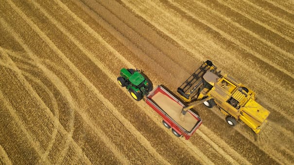 El trigo modificado, uno de los alimentos que dañan la salud: ya no es el mismo que comían nuestros antepasados