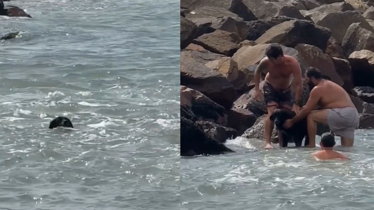 Guardavidas rescataron un perrito en Mar del Plata.