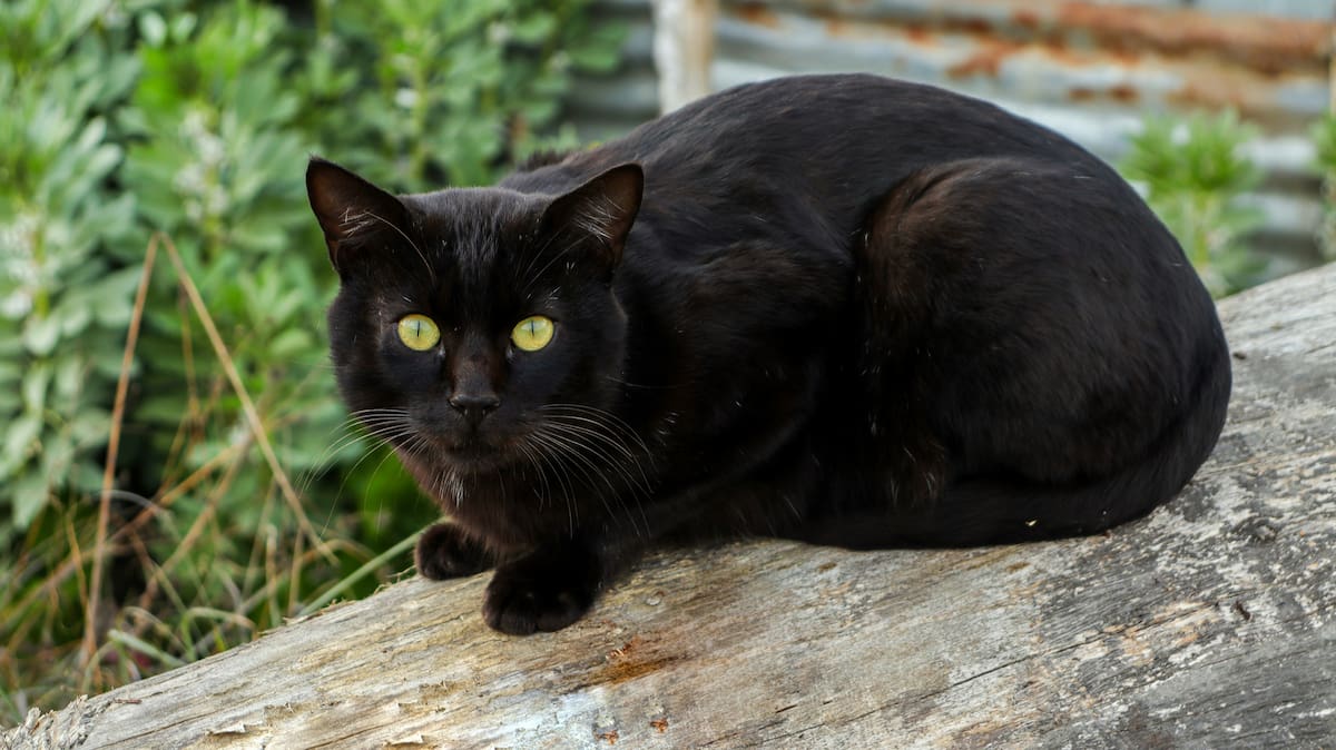 Gato; mascota; animales.