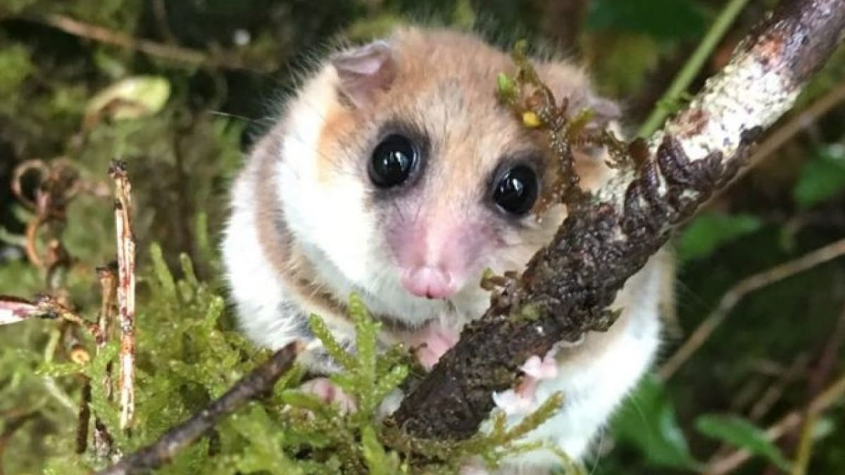 El único mamífero que hiberna en Sudamérica está en peligro por el cambio climático: ¿cuál es?
