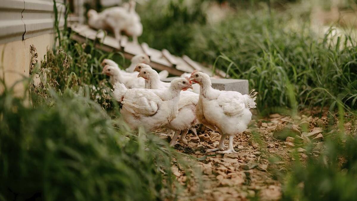 Criadero de gallinas orgánicas en Virginia, Estados Unidos
