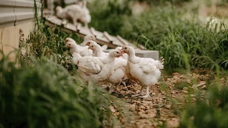 Criadero de gallinas orgánicas en Virginia, Estados Unidos
