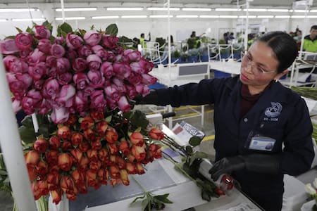 Producción de rosas. Foto: EFE.