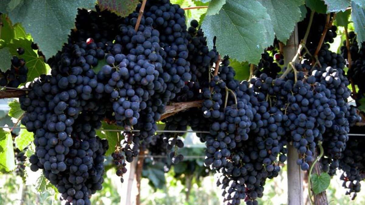 Uva - Viñedo