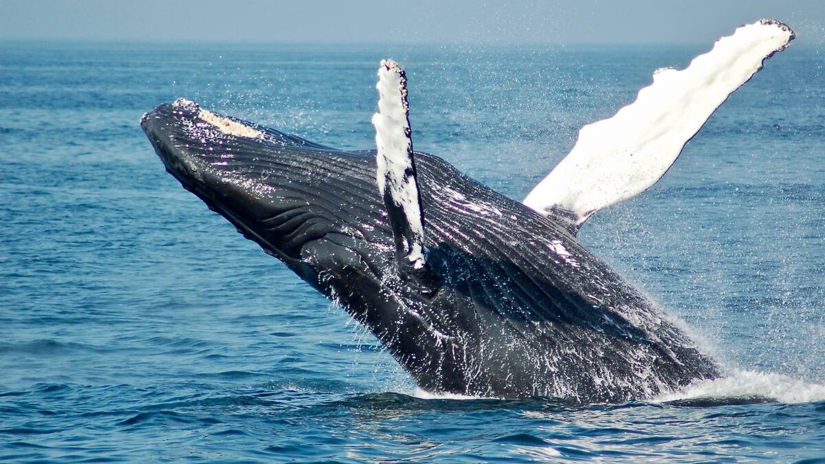 Retoman el asesinato de ballenas en Islandia con medidas mas mortales. Foto: Unsplash