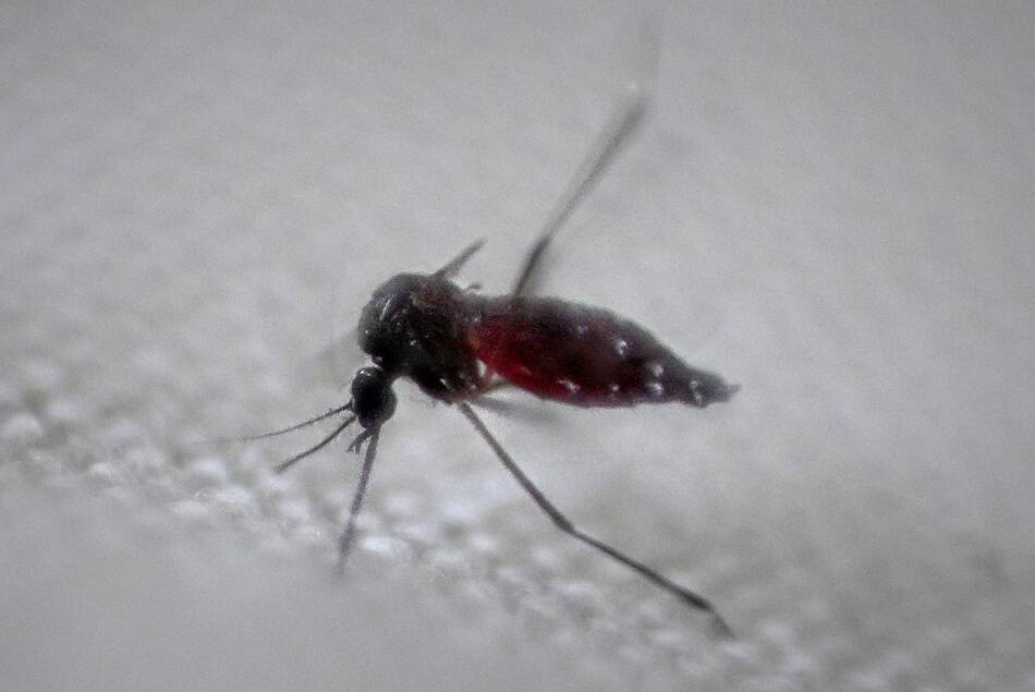 Dengue en Latinoamérica. Foto: Reuters