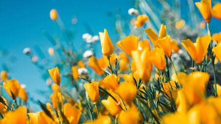 Flores. Foto: Unsplash