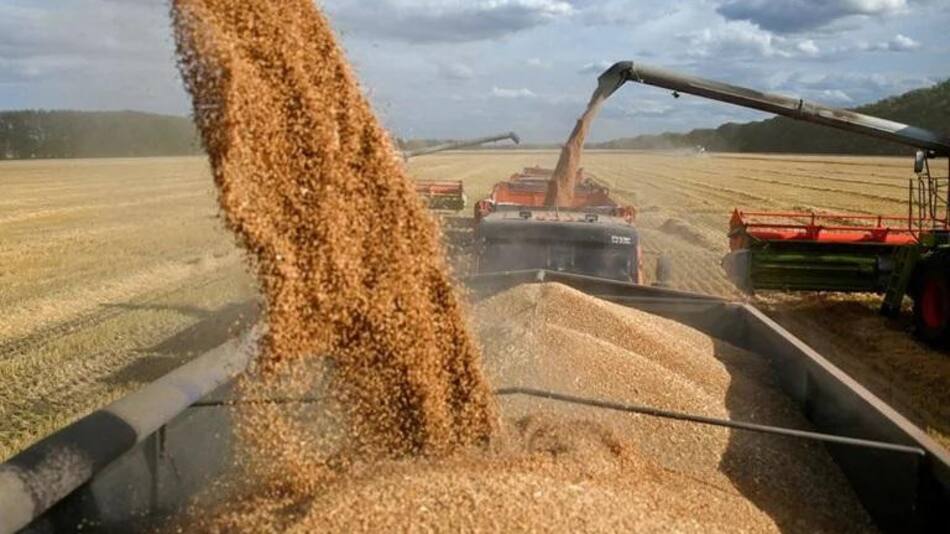 Granos en región rusa de Omsk. Foto: REUTERS.
