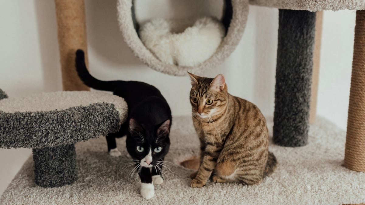 Juego de gatos. Fuente: Pexels.