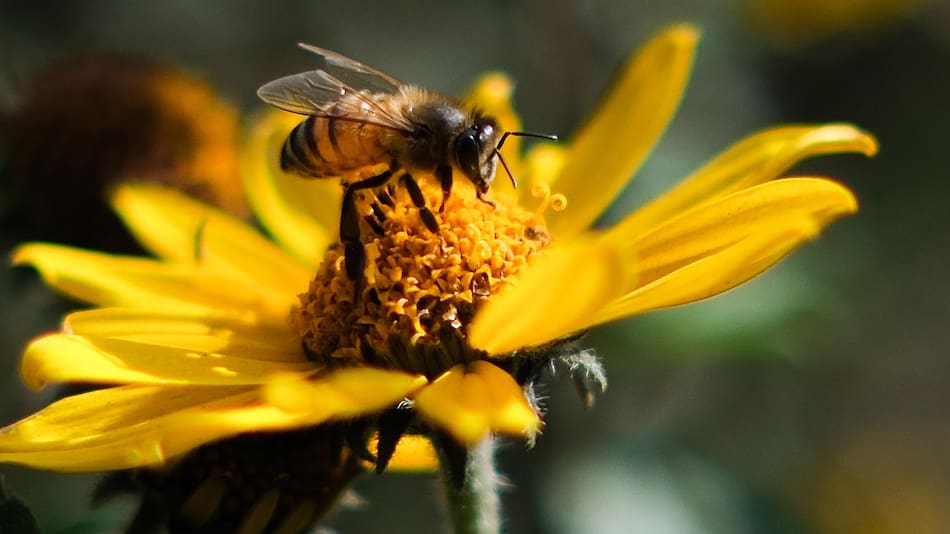 El veneno de abeja podría tener aplicaciones médicas terapéuticas en enfermedades.