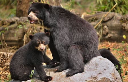 Oso de anteojos. Foto: Freepik