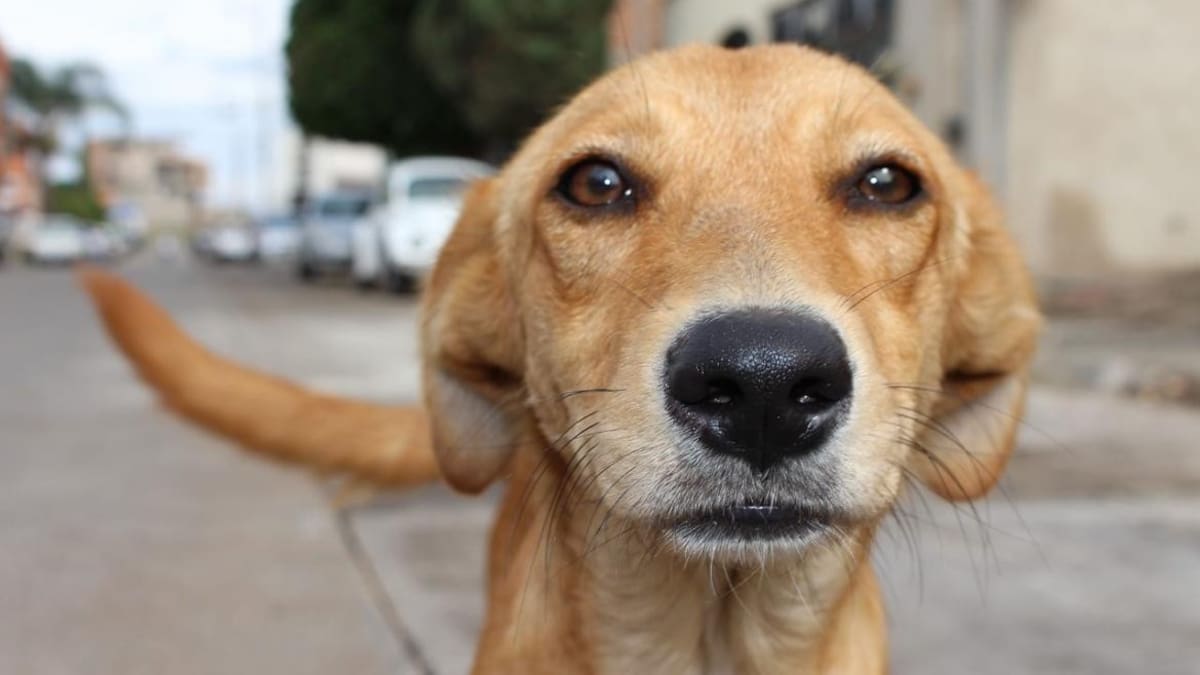 Perro callejero