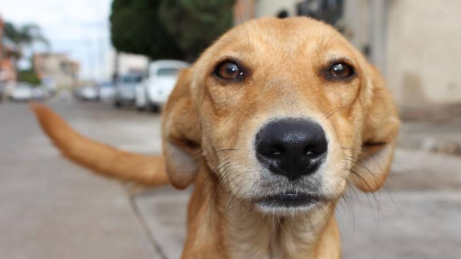 Perro callejero
