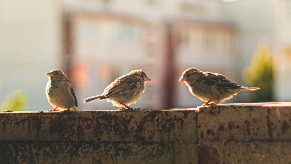 ¿Cómo atraer gorriones al hogar?