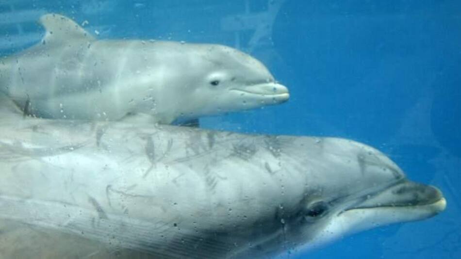 Delfines, Reuters