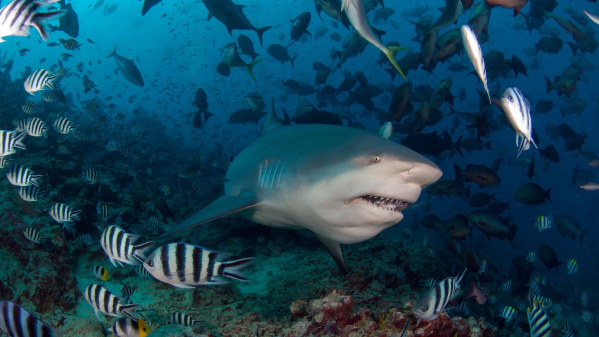 Los peces más grandes del mundo. Foto: Reuters.