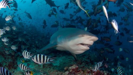 Los peces más grandes del mundo. Foto: Reuters.