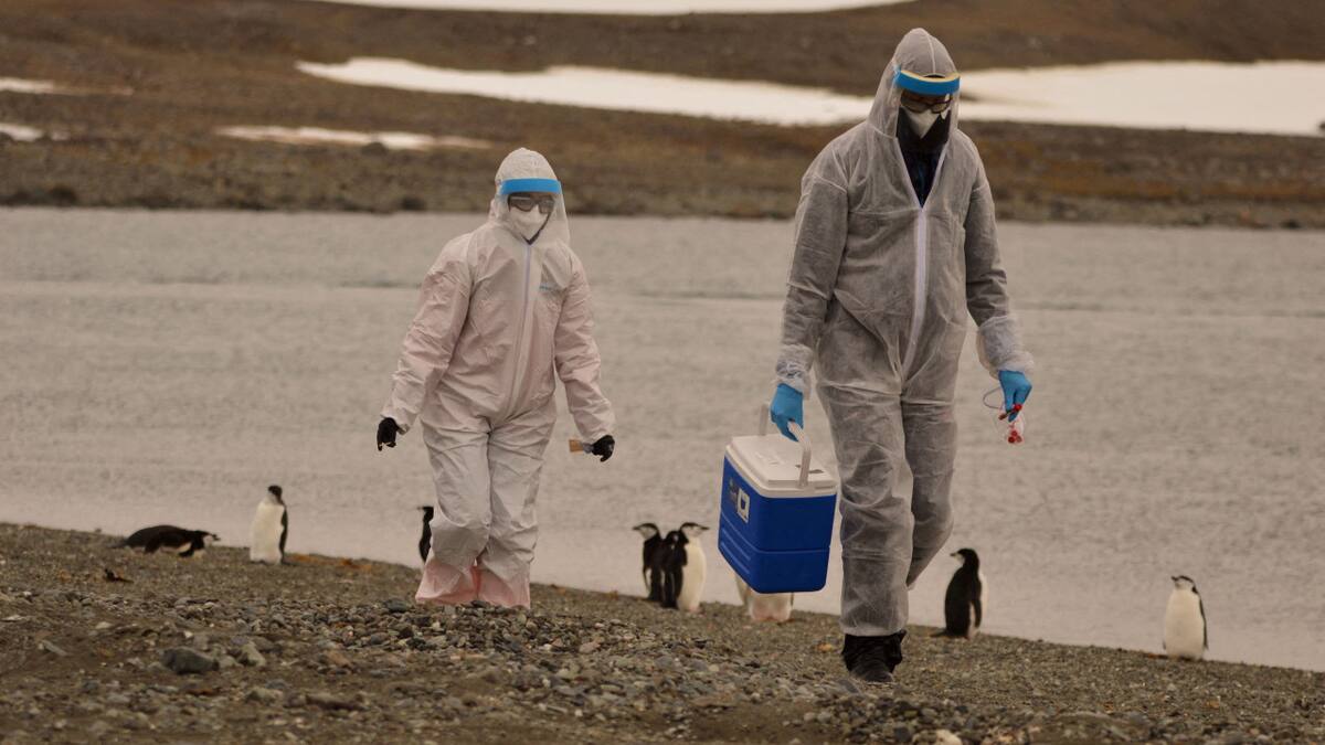La OMS advierte sobre la propagación de la gripe aviar en mamíferos y humanos. Foto: Reuters.