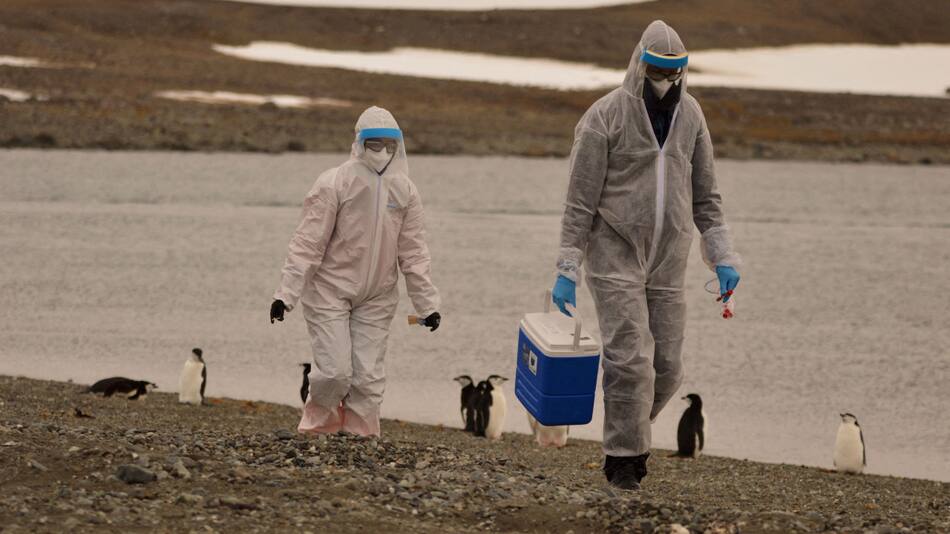 La OMS advierte sobre la propagación de la gripe aviar en mamíferos y humanos. Foto: Reuters.