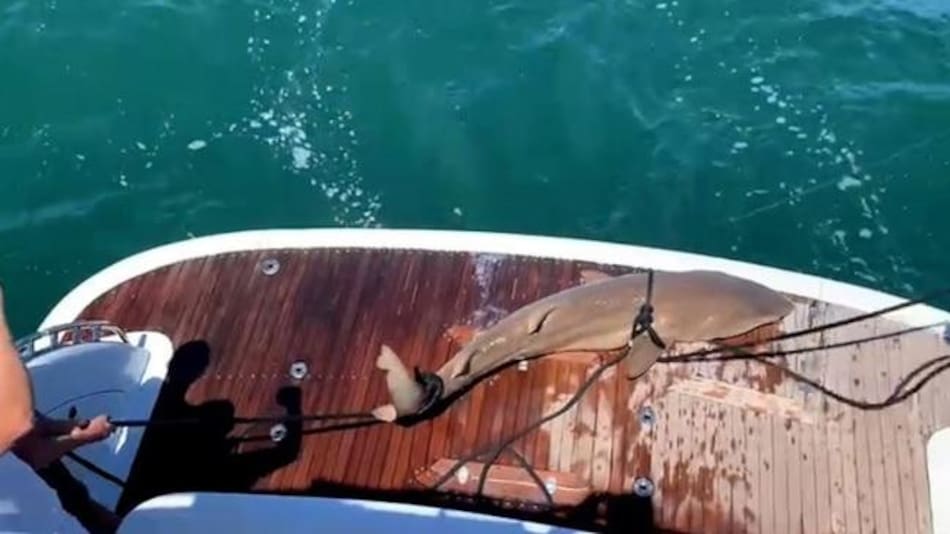 Pescaron otro tiburón en Punta del Este y crece la polémica porque es una especie amenazada