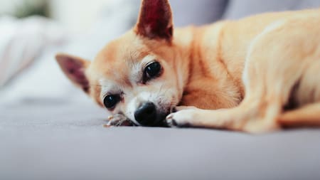 Generalmente, los perros pequeños entran en su etapa madura a partir de los 11 años