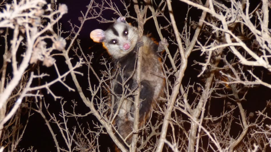 Animales nocturnos. Fuente: Noticias Ambientales