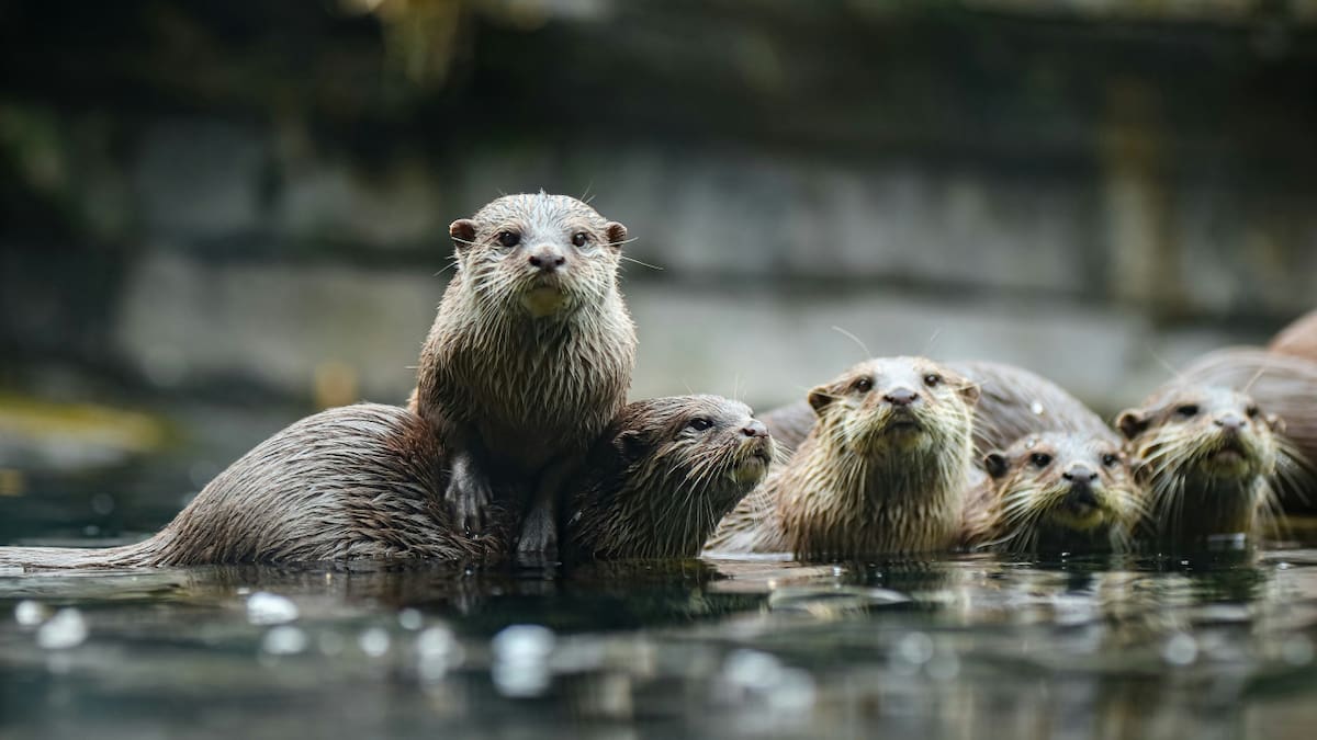 La inteligencia impensada de las nutrias marinas: ¿qué herramientas usan para tener una dieta variada?