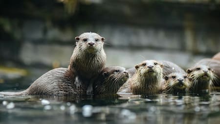 La inteligencia impensada de las nutrias marinas: ¿qué herramientas usan para tener una dieta variada?
