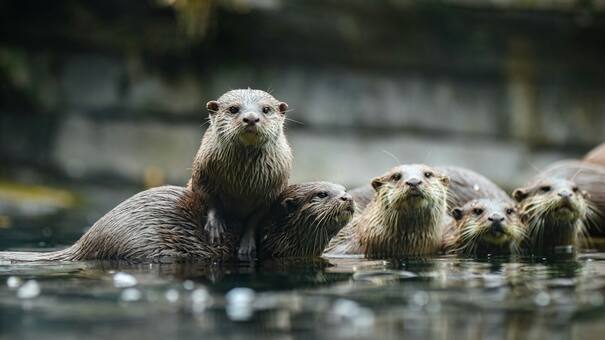 La inteligencia impensada de las nutrias marinas: ¿qué herramientas usan para tener una dieta variada?
