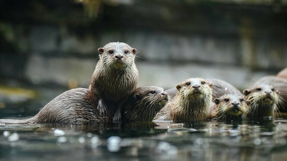 Las nutrias, un animal más inteligente de lo que pensabamos. Foto Unsplash.