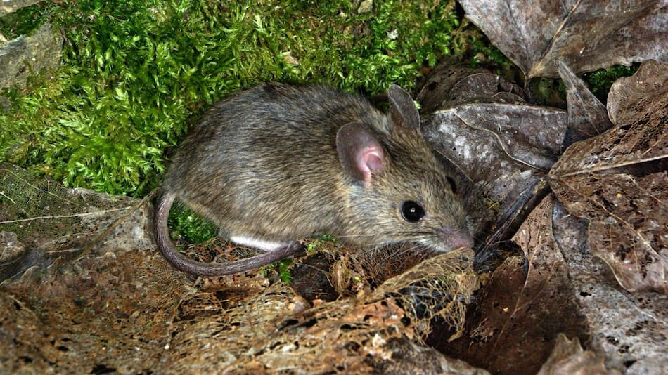 Cómo prevenir las ratas en el jardín.