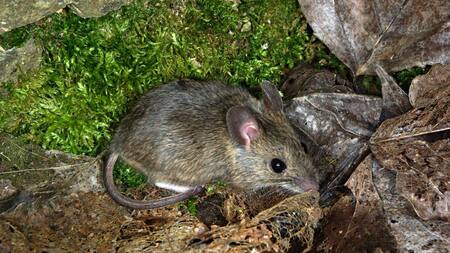 Hantavirus, ratas, ratones