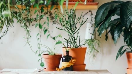 Plantas. Foto: Unsplash.