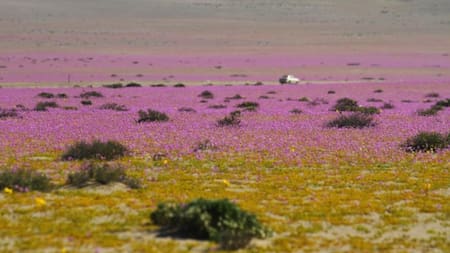 Desierto de Atacama, Chile, NA