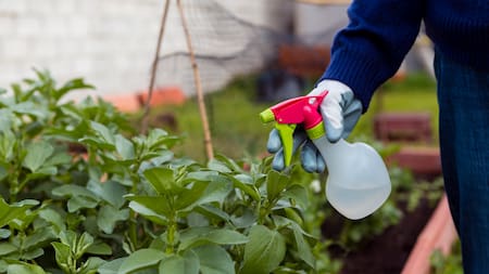 Cómo acabar con las plagas del Jardín.