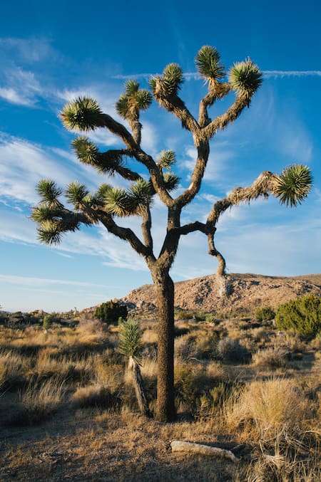Árbol de sangre de dragón. Foto: Freepik.