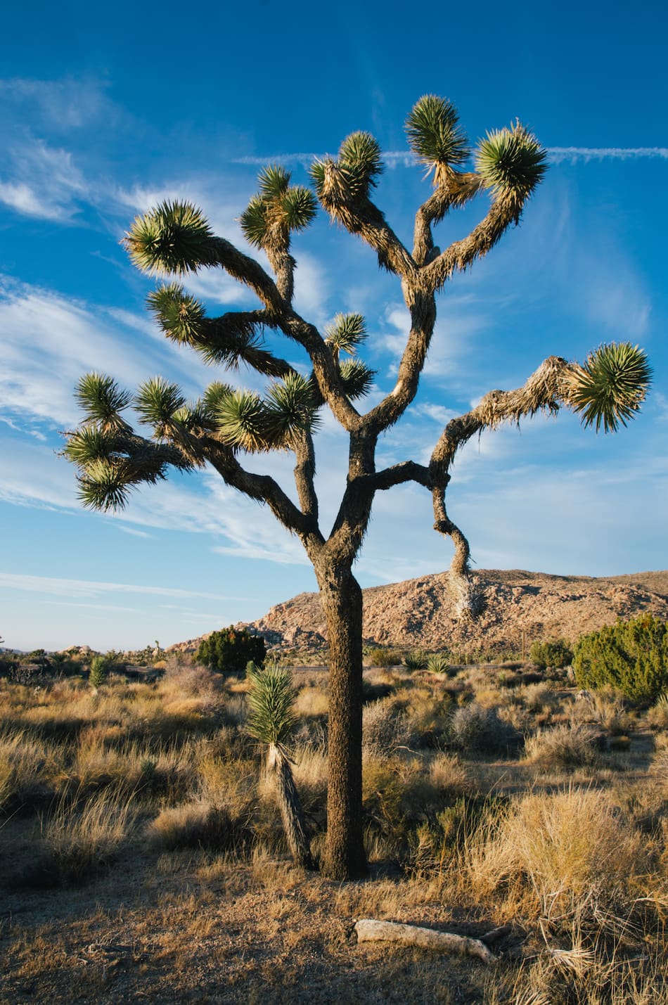 Árbol de sangre de dragón. Foto: Freepik.
