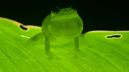 Posee una característica que los hace únicos en el reino animal