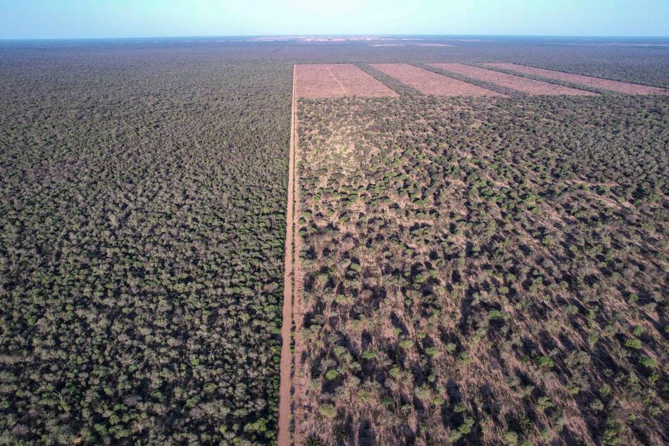 El Gran Chaco argentino agoniza por la deforestación masiva e ilegal. Foto: EFE.