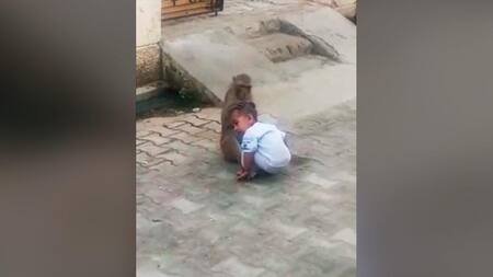 Video viral de monito que no quiere dejar a bebé que se acercó a jugar