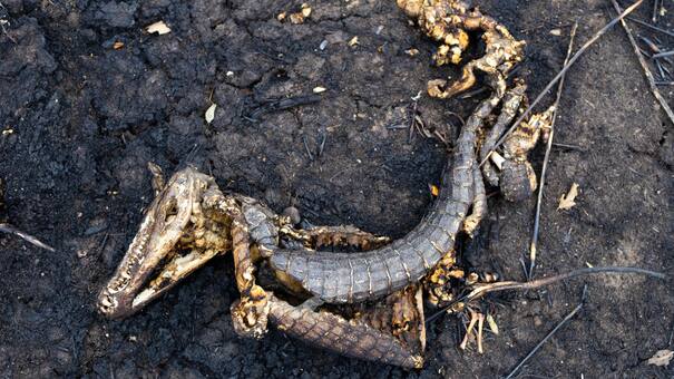 Tumba a cielo abierto: los intensos incendios que sufrió el Pantanal Brasileño carbonizaron a gran cantidad de animales