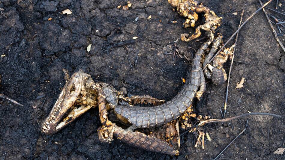 Animales muertos tras los históricos incendios en el Pantanal. Foto: EFE